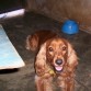 coqui